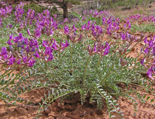 Astragalus:  An Herb of Many Talents