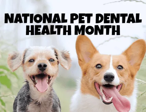 February is Dental Health Month